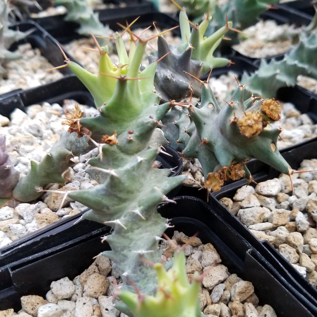 Euphorbia Groenewaldii | Small Spiny Euphorbia | Planet Desert