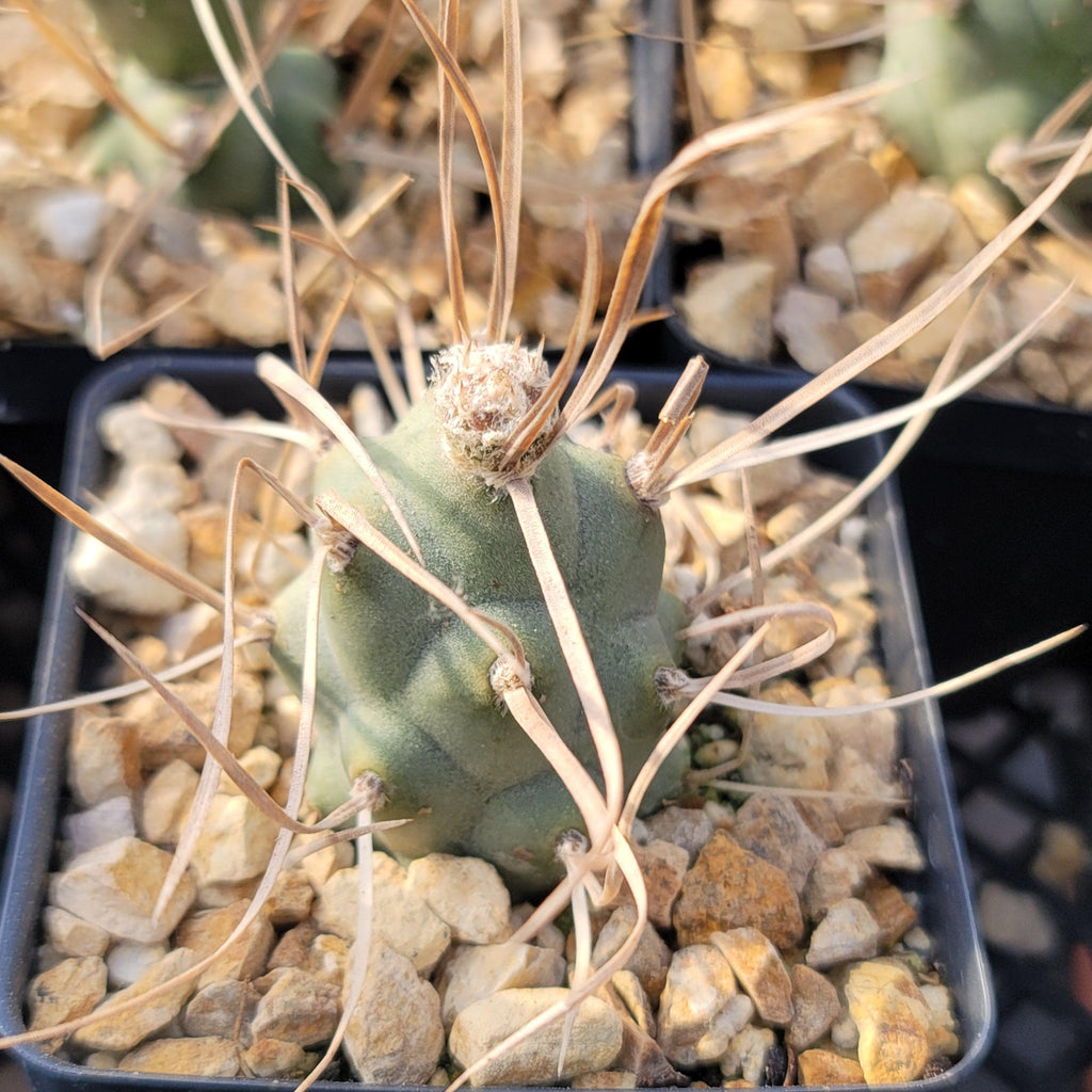 Tephrocactus aoracanthus