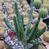 Stapelia scitula