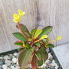 Euphorbia milii Yellow – Crown of Thorns