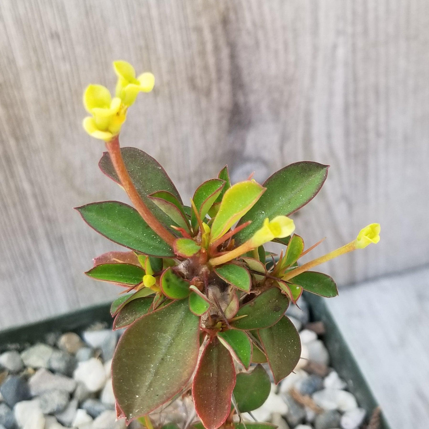Euphorbia milii yellow