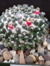 Mammillaria sempervivi