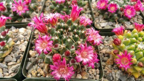 Mammillaria bucareliensis