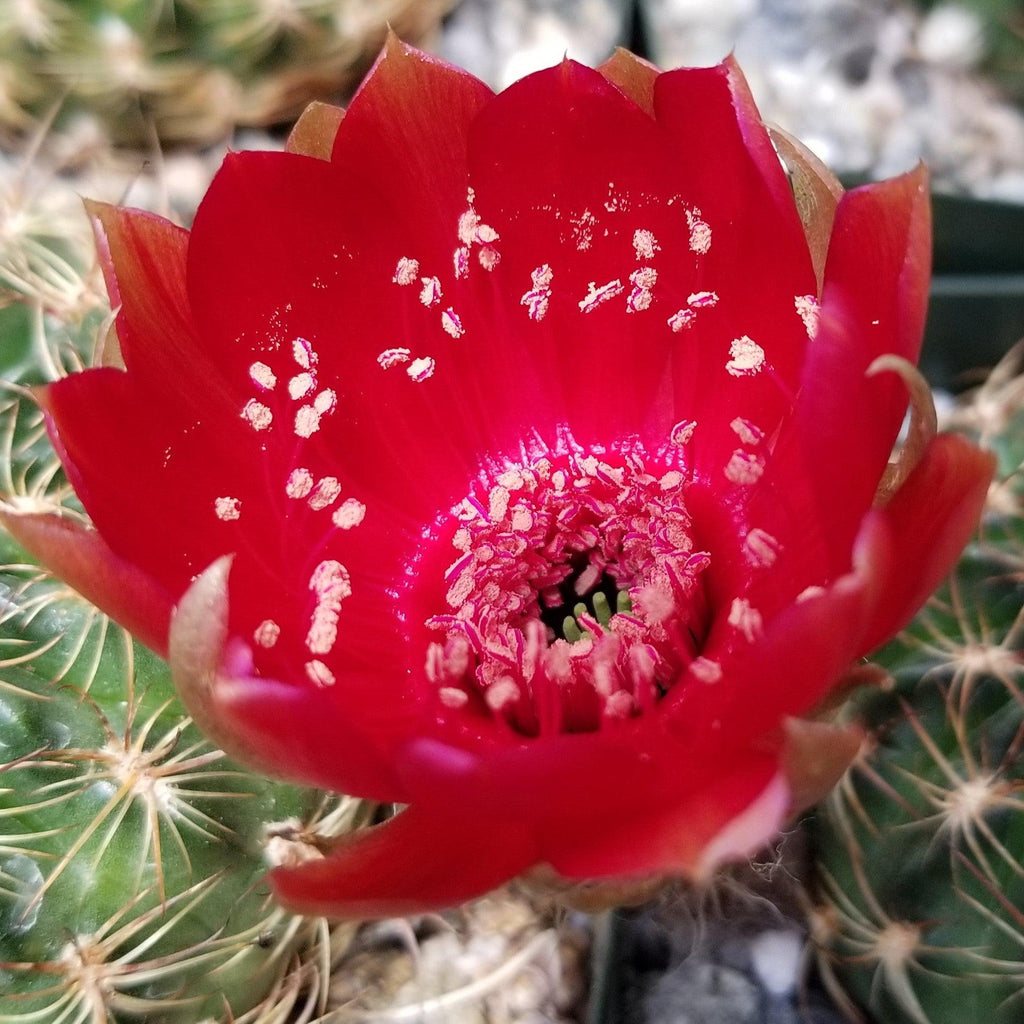 Lobivia or Echinopsis draxleriana