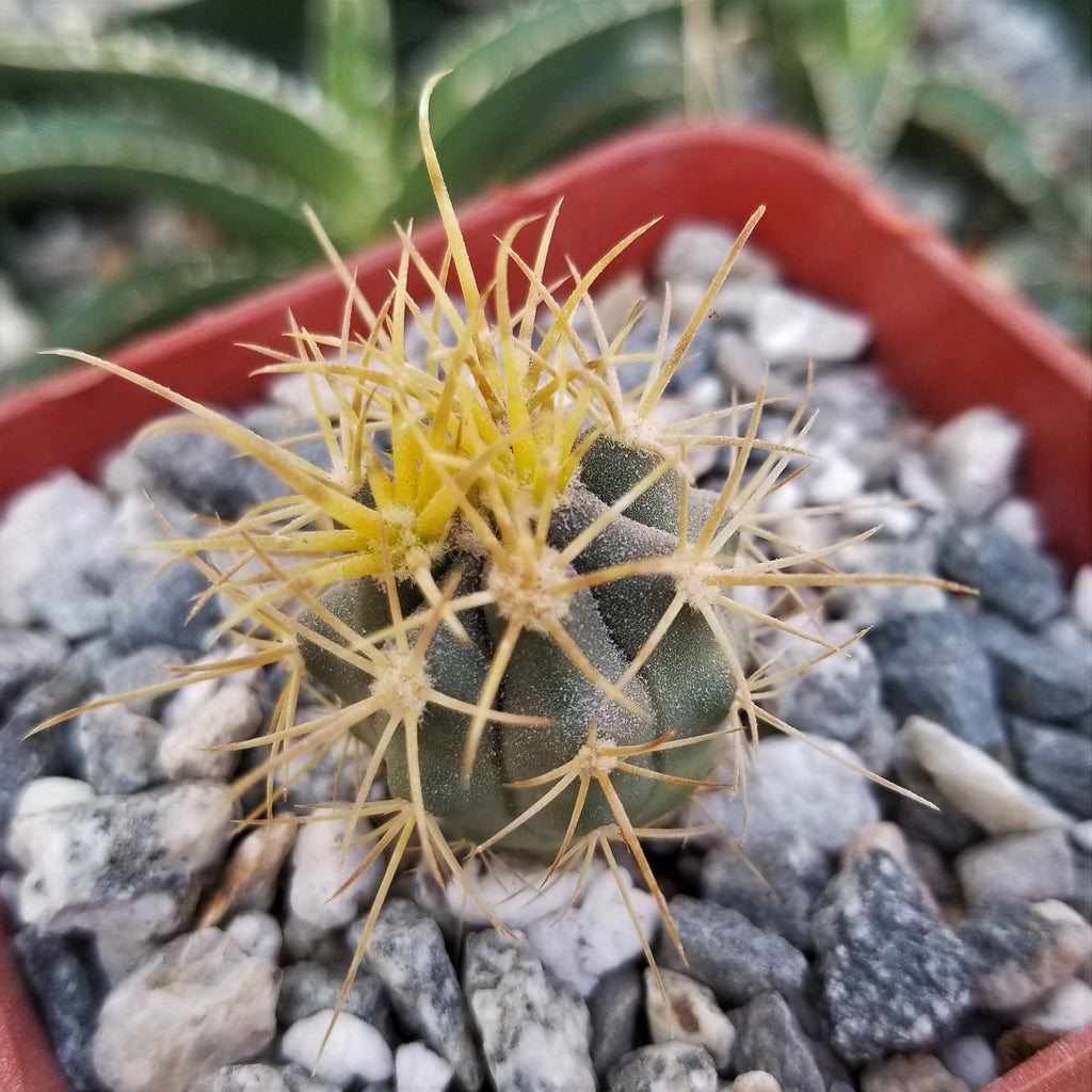 Ferocactus chrysacanthus