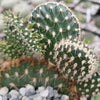 Opuntia parryi serpentina cristata