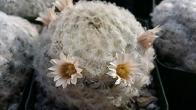 Feather Cactus ‘Mammillaria pulmosa’