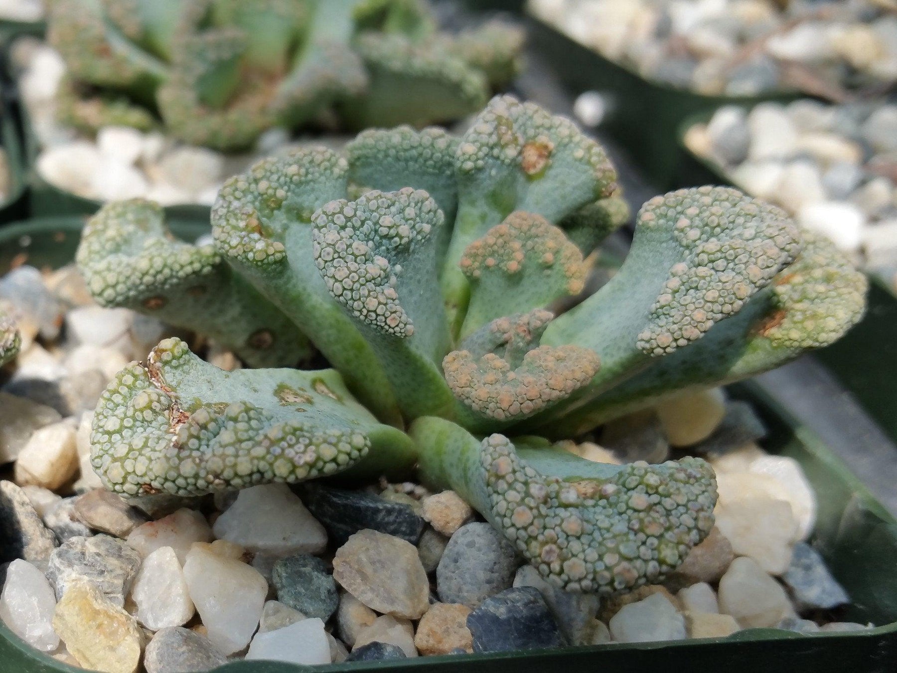 titanopsis succulent Titanopsis Calcarea For Sale
