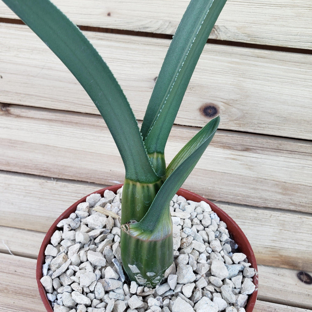 Eulophia petersii Desert Orchid Large
