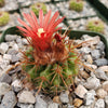 Parodia tuberculata quechua