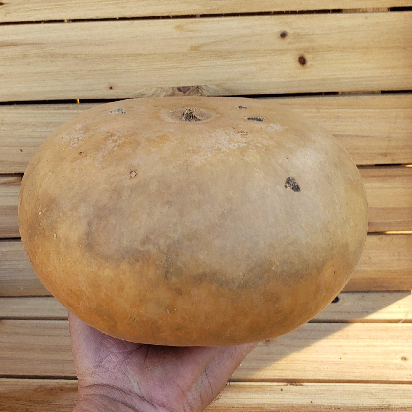 8 inch Organic Gourd Planter