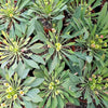 Euphorbia bupleurifolia large Specimen