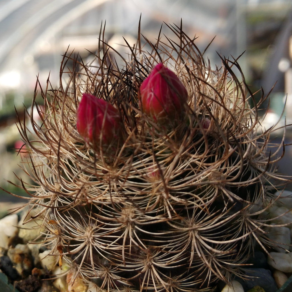 Neoporteria bicolor or Eriosyce islayensis