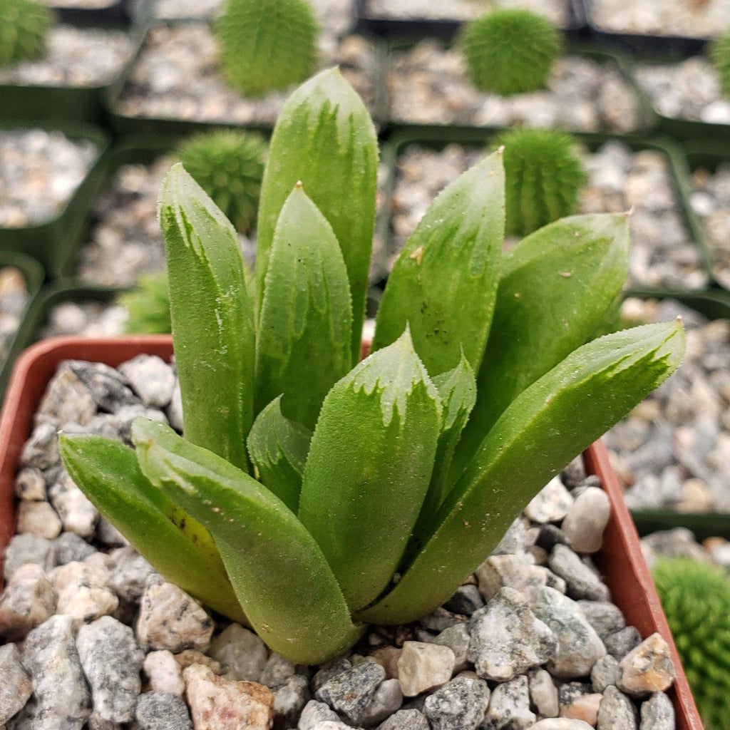 Haworthia Harry johnson