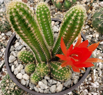 rojas succulents and cacti Shop 'Peanut Cactus - Echinopsis chamaecereus' Care & Growing Guide