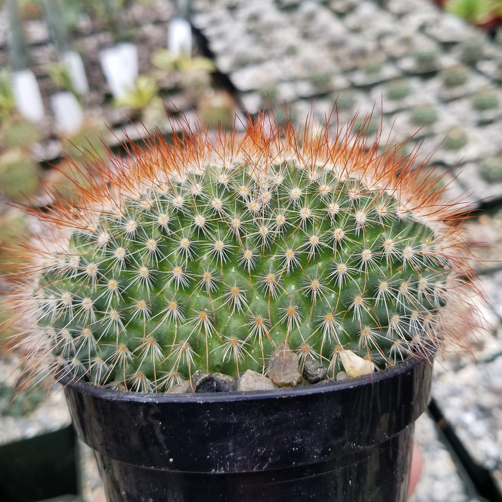 Mammillaeria Spinosissima Cristata