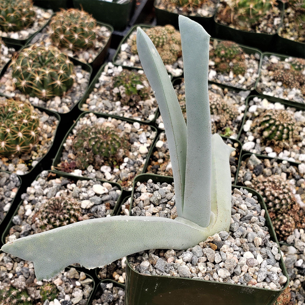 Cheiridopsis cigarettifera