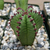 Euphorbia anoplia tanzania zipper plant