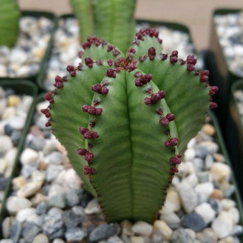 zipper succulent Euphorbia anoplia tanzania zipper plant