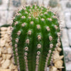 Indian Comb Cactus ‘Trichocereus brevispinulosus’