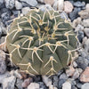 Gymnocalycium stellatum asterium