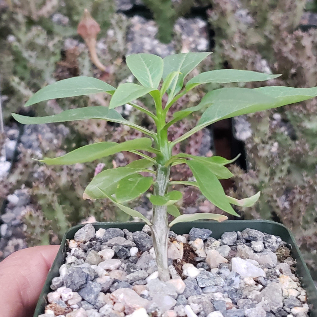 Fouquieria macdougalii