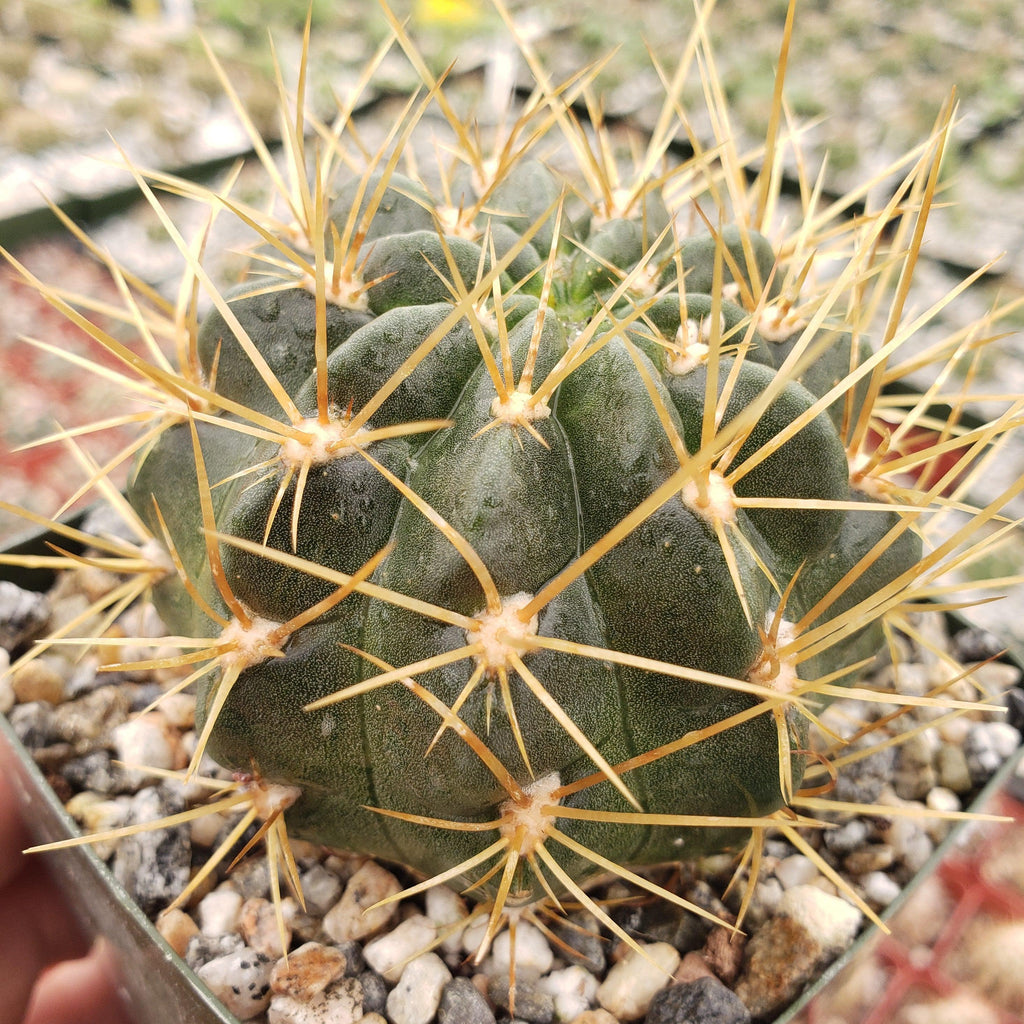 Lobivia Echinopsis maximiliana charazanensis