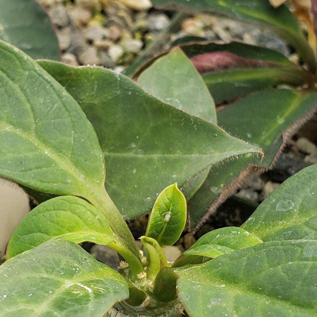 Eupforbia ankarensis