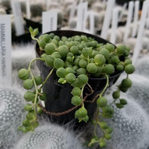 succulent with small round beads String of Pearls 'Senecio rowleyanus' 4" Pot / Black / With Pot