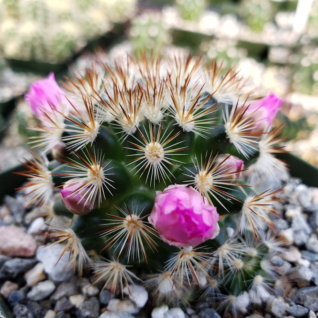 Mammillaria lauii subducta