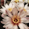 Gymnocalycium vatteri paucispinum