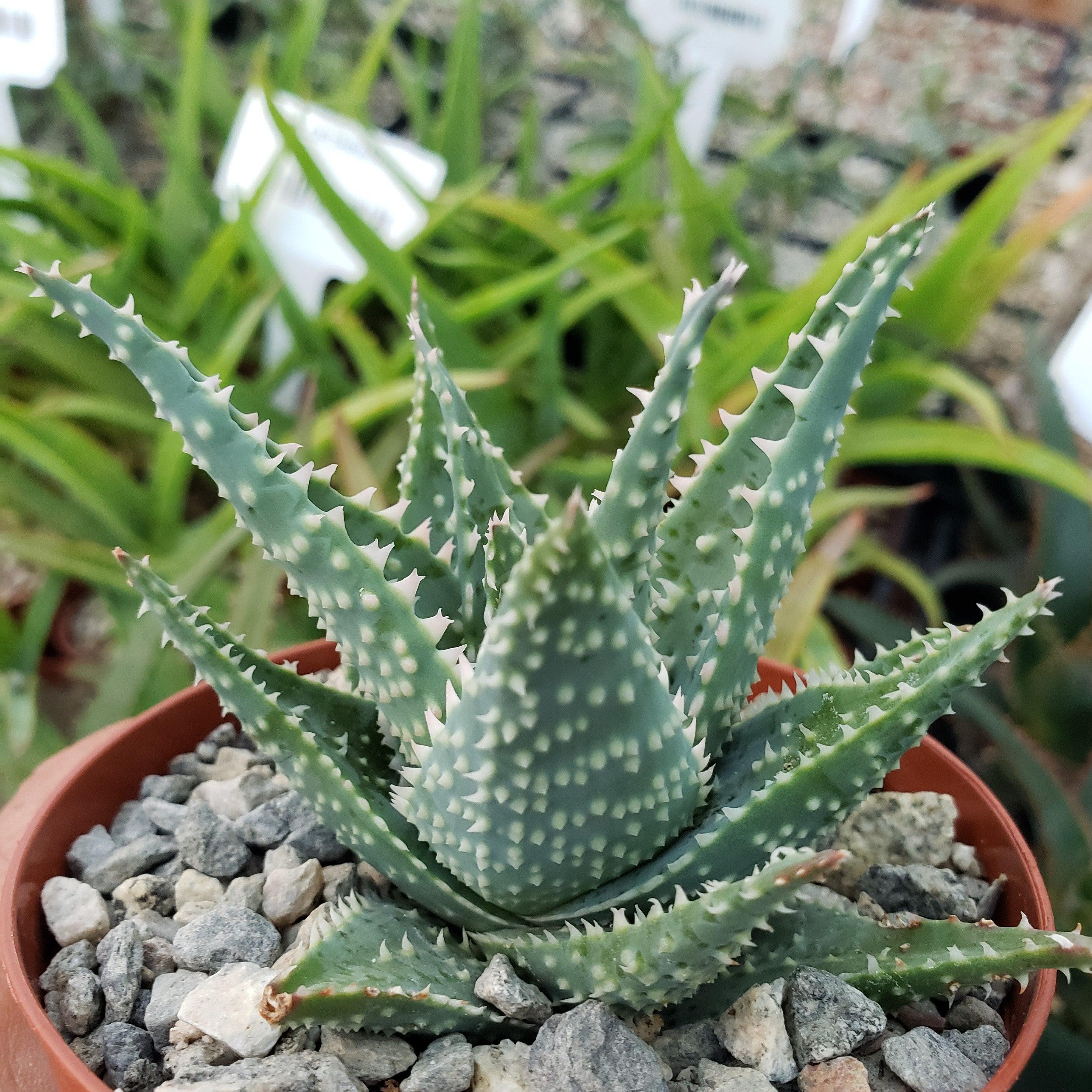 Aloe jimmy little gator