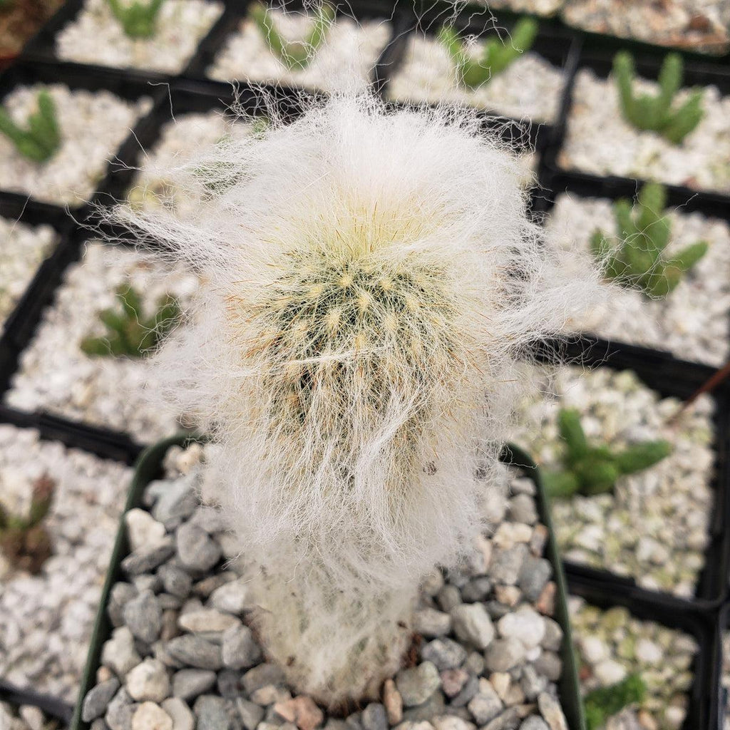 Espostoa lanata peruvian old man