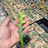 Selenicereus anthonyanus Fishbone Cactus Cutting