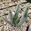 Aloe claviflora