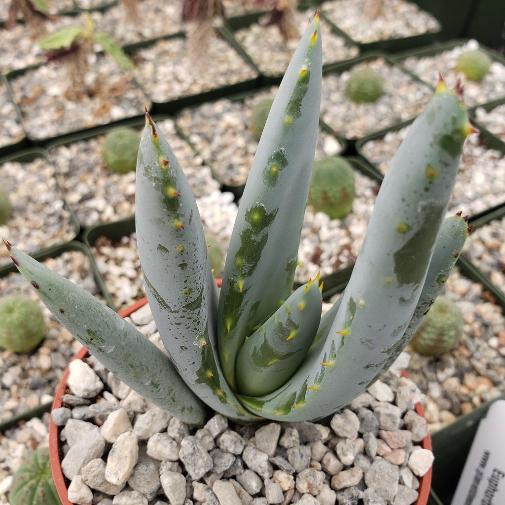 Aloe claviflora