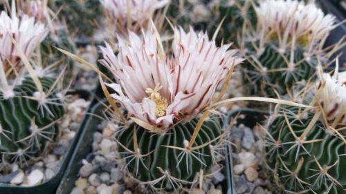 Echinofossulocactus palmillas brain plant