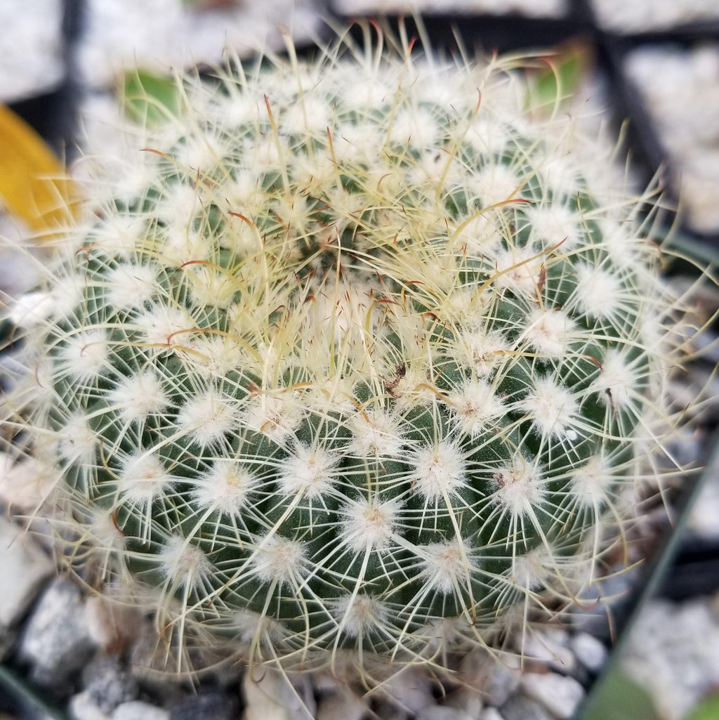 Notocactus apricus