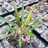 Pachypodium rosulatum