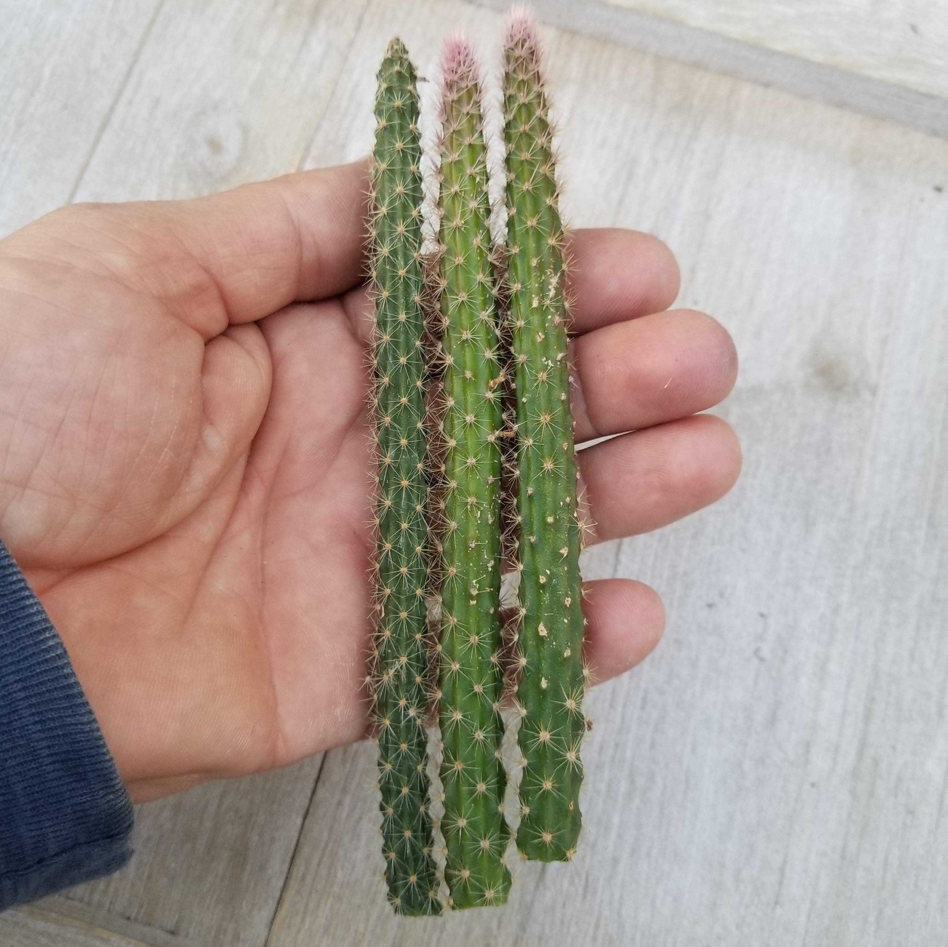 Aporocactus flageliformis rat 3 Cuttings