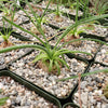 Albuca namaquensis