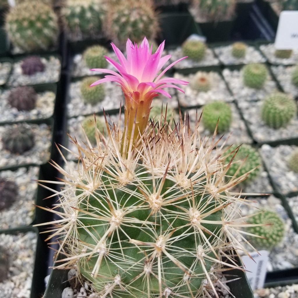 Neoporteria coimasensis