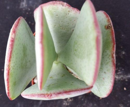 silver dollar jade plant for sale Silver Dollar Plant 'Crassula arborescens'