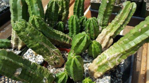 Echinocereus morricalii