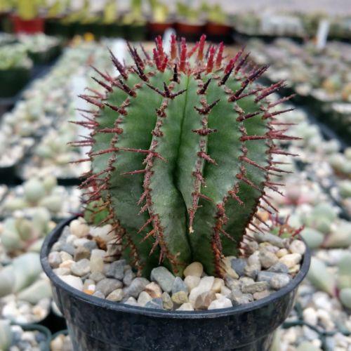 Milk Barrel Cactus ‘Euphorbia cereiformis’