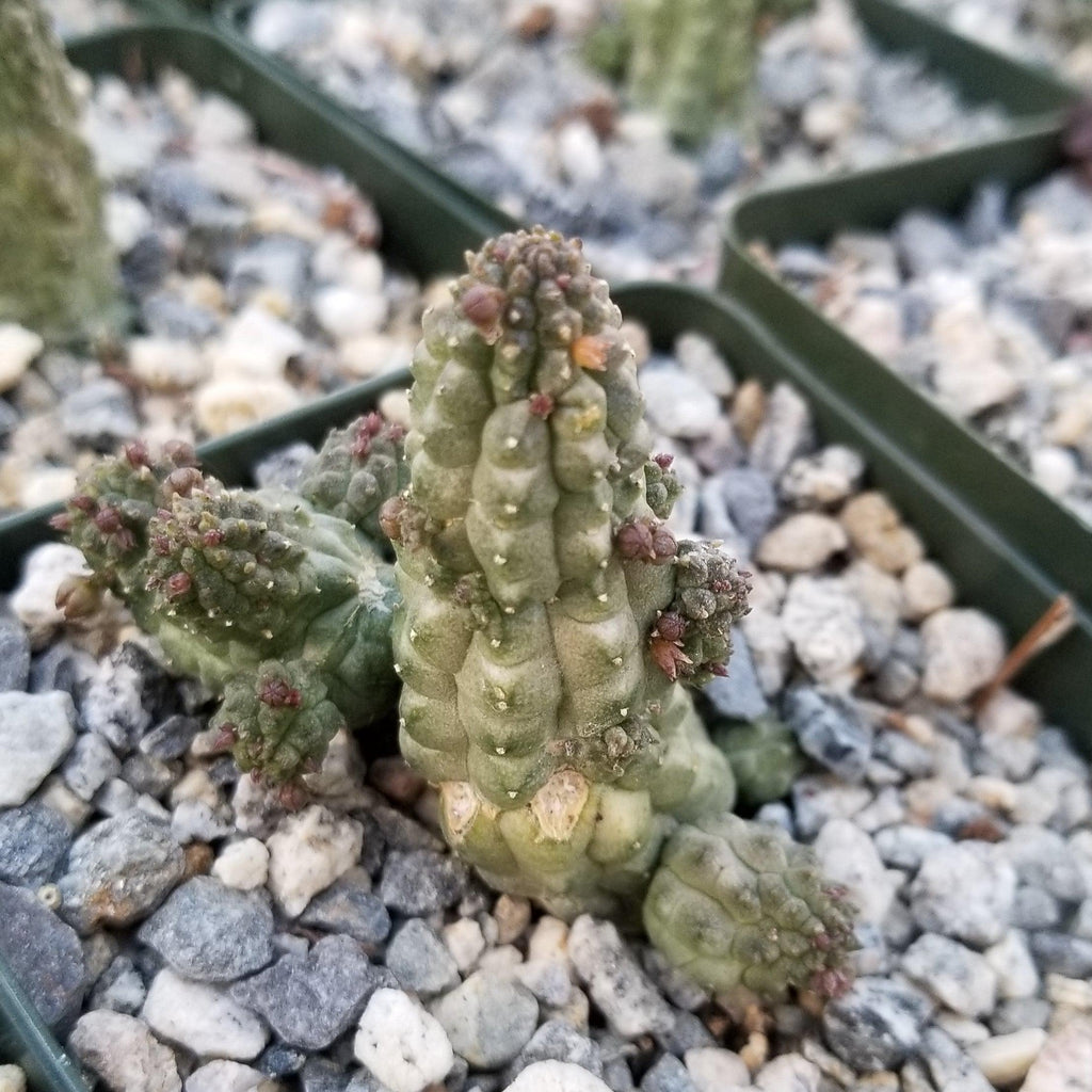 Echidnopsis cereiformis