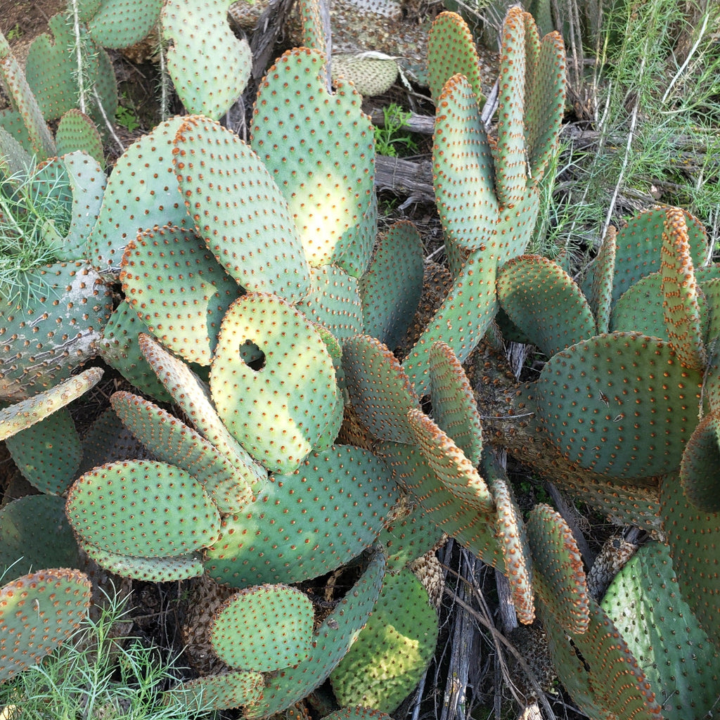 Opuntia microdasys rufida