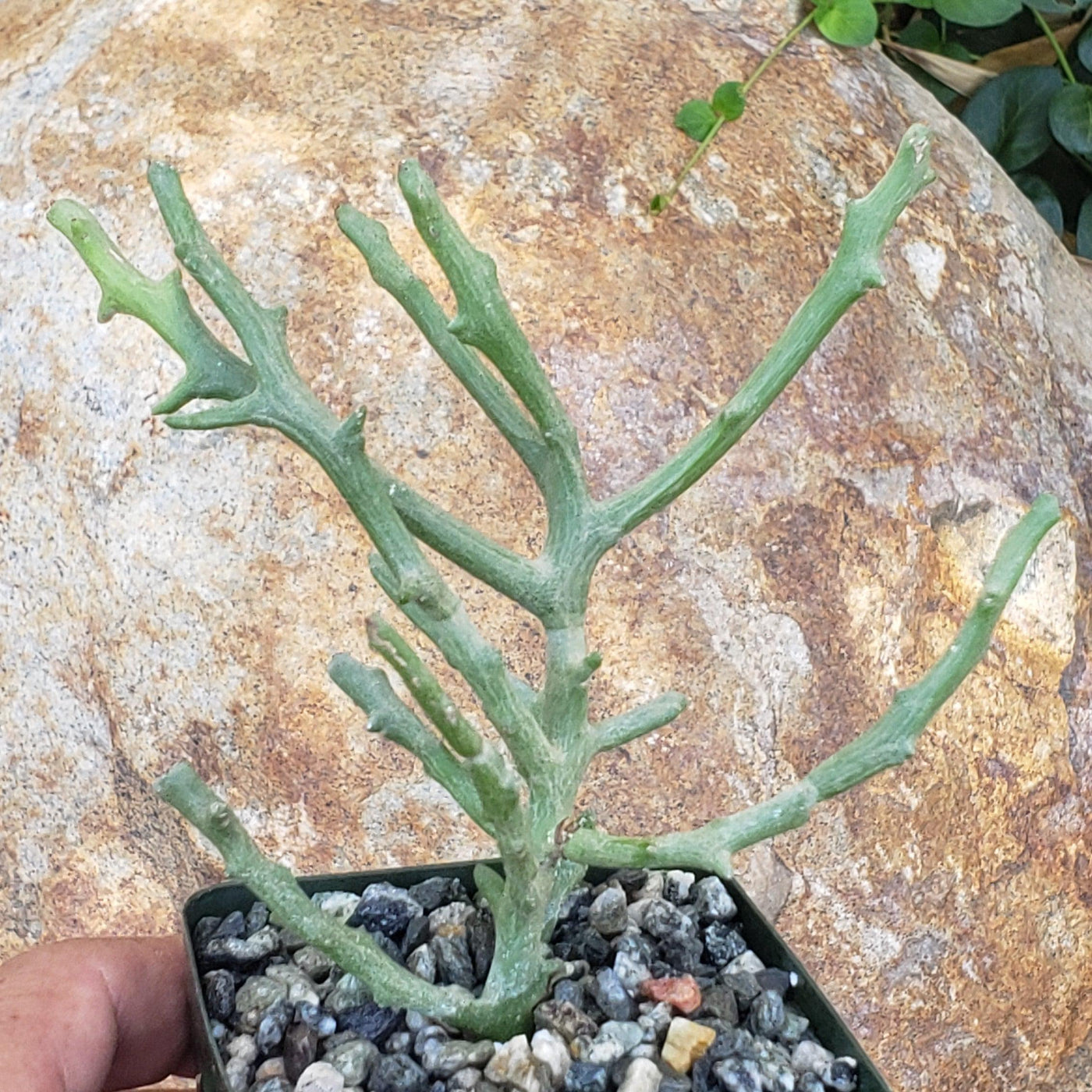 Euphorbia stenoclada spineless