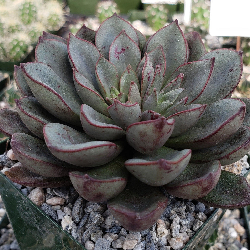 Echeveria moranii