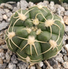 Gymnocalycium denudatum brasillense